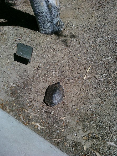 Turtle Crawling Across Campus
