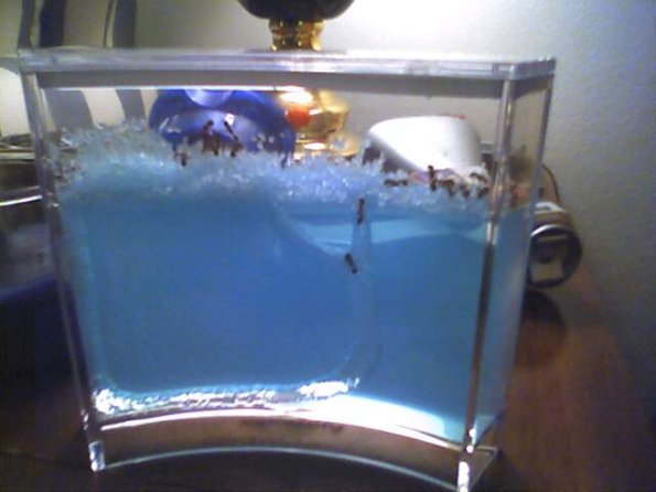 My boys have been busy (digging)