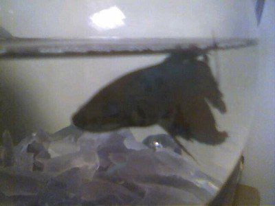 Pixel the fish