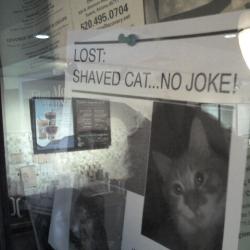 Lost Shaved Cat