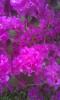 Purdy Flowers
