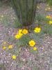 Spring Flowers