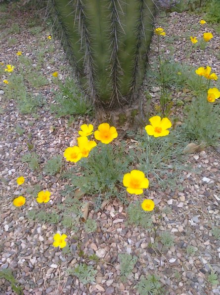 Spring Flowers
