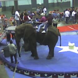 Elephant