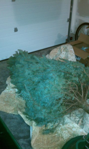 The tree has arrived