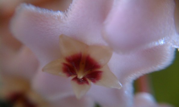 Flower hanging on my office window
