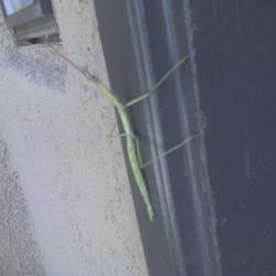 Praying Mantis