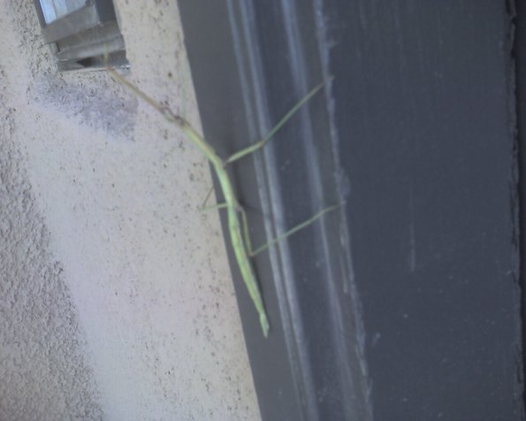 Praying Mantis