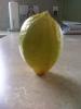 Our First Lemon