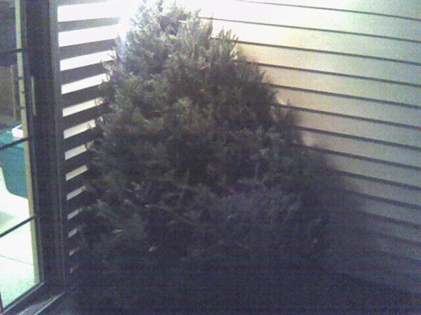 The tree has arrived