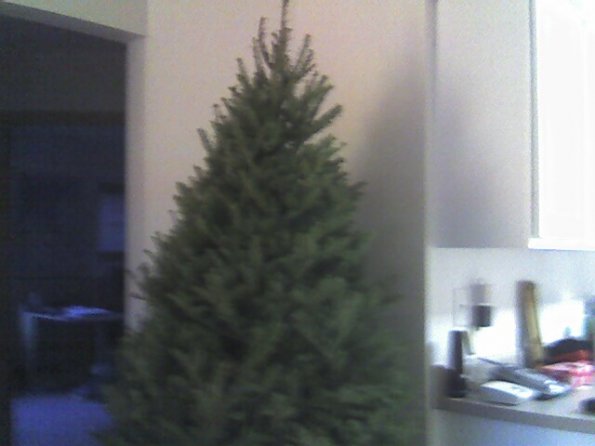 Tree in da house