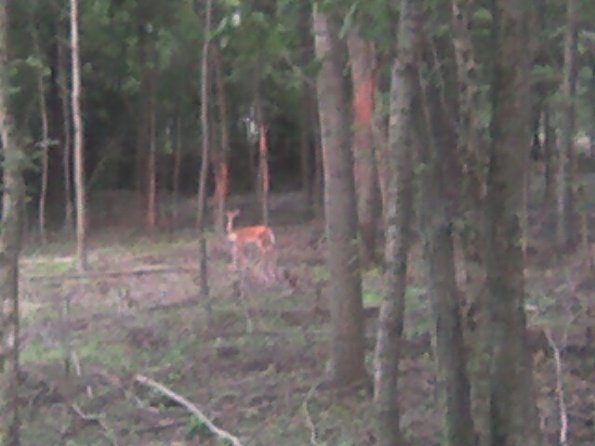 deer while geocaching