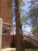 The Great Tree of Arizona