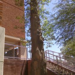 The Great Tree of Arizona