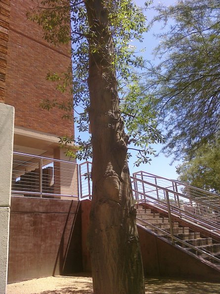 The Great Tree of Arizona