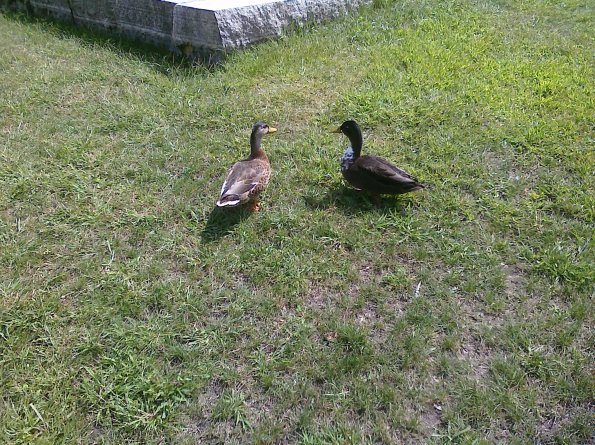 Ducks!!