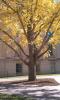 Stinky (yellow) Tree