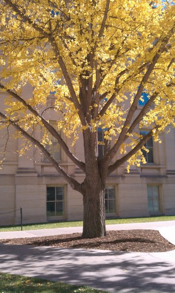 Stinky (yellow) Tree