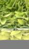 Green Swirl