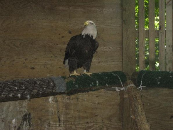 Bald Eagle