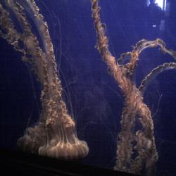 Jellyfish at Monterey Aquarium