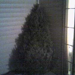 The tree is here