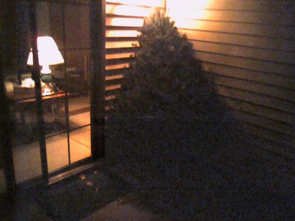 My tree has arrived.