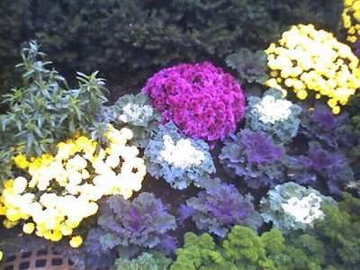 Flowers