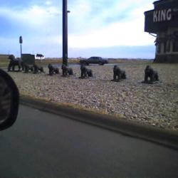 Apes