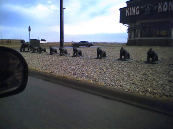 Apes