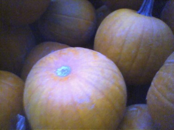 Pumpkins!!!