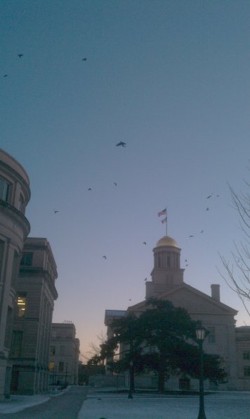 the birds are calling his name thought caw