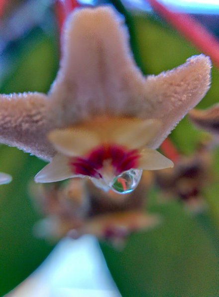 Blooming Again
